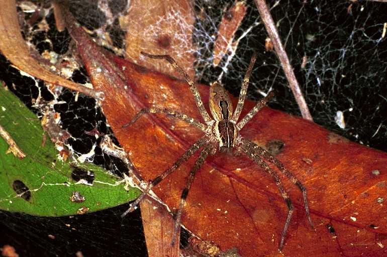 Dendrolycosa_icadia_F0807_Z_90_Maurilyan harbour_Australie.jpg